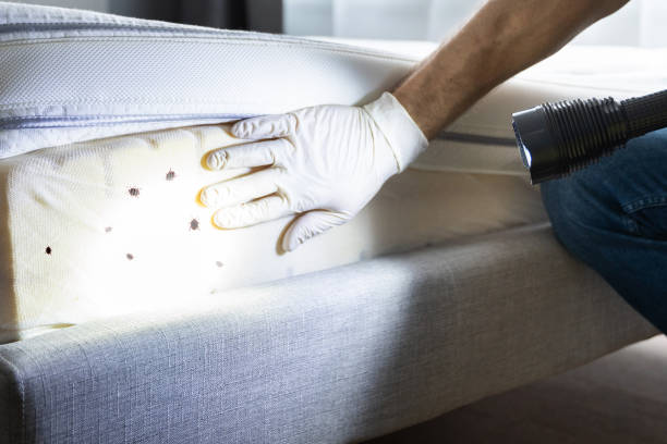 Best Cockroach Control Services  in Hawkins, TX