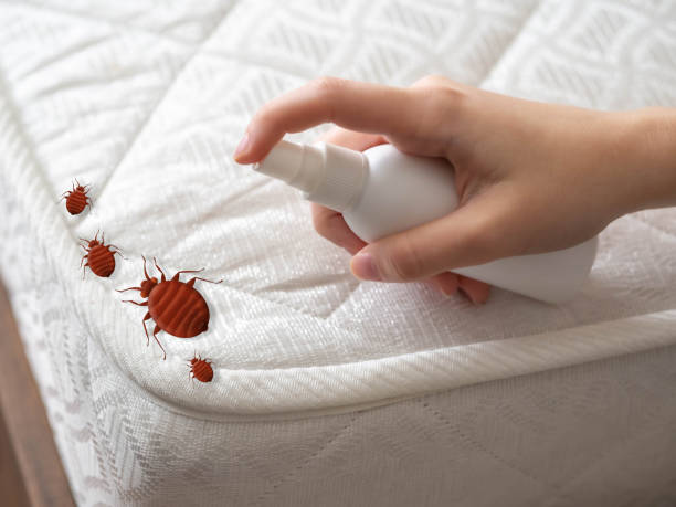 Best Spider Control Near Me  in Hawkins, TX