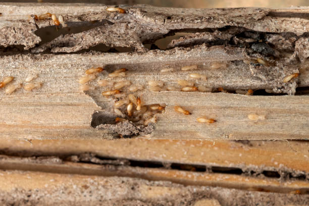 Pest Prevention Services in Hawkins, TX