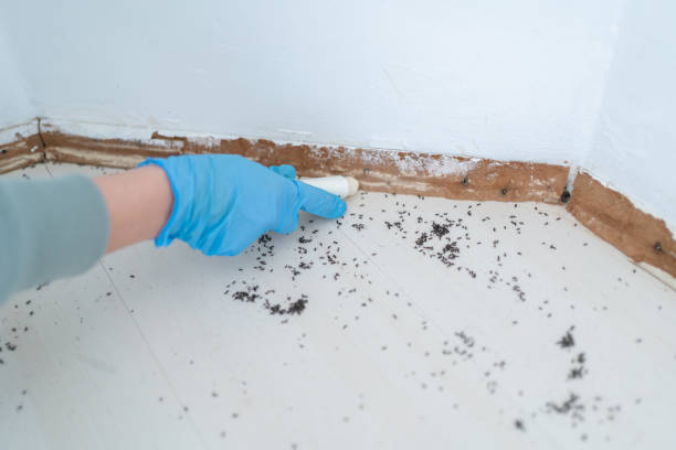 Insect Control in Hawkins, TX